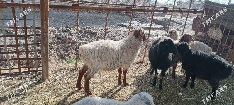 yas goc - Векильбазар - img 1