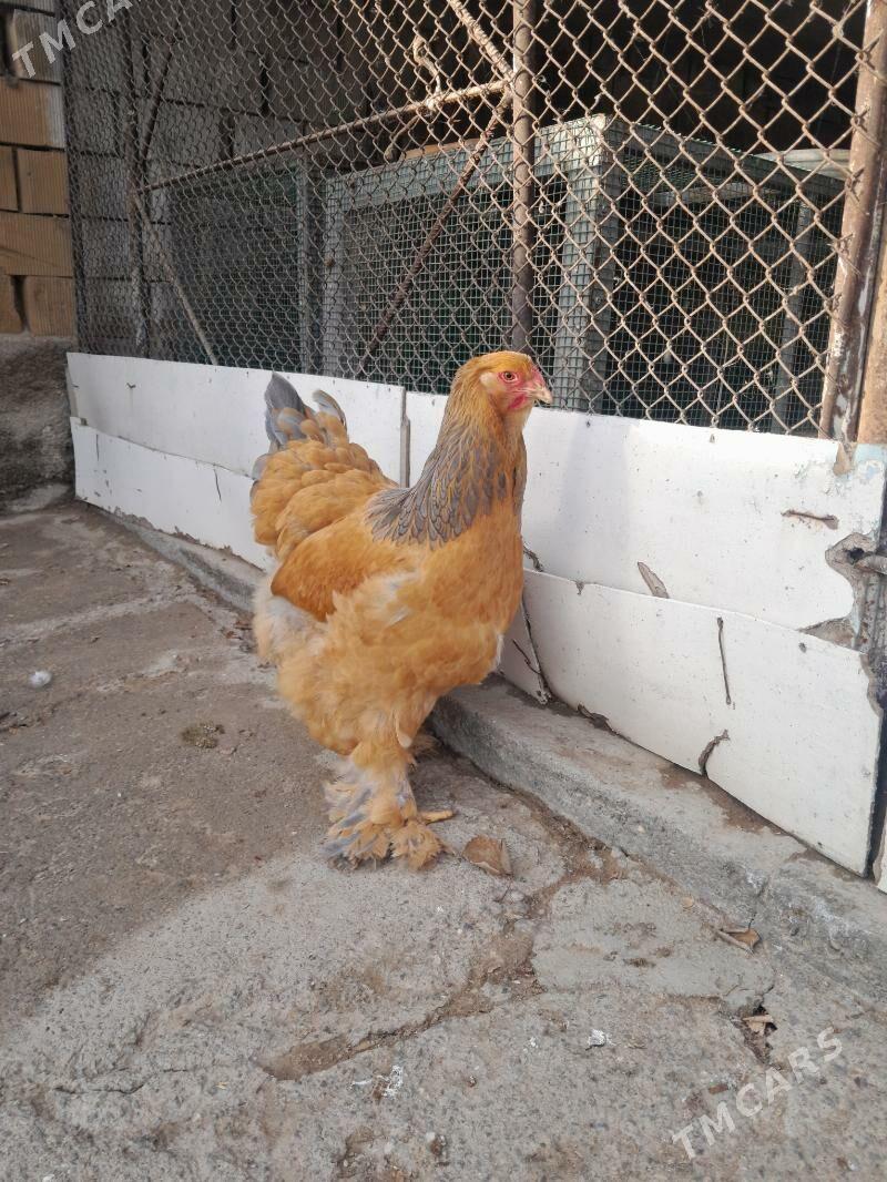 brama yumurtga - Garadamak Şor - img 1