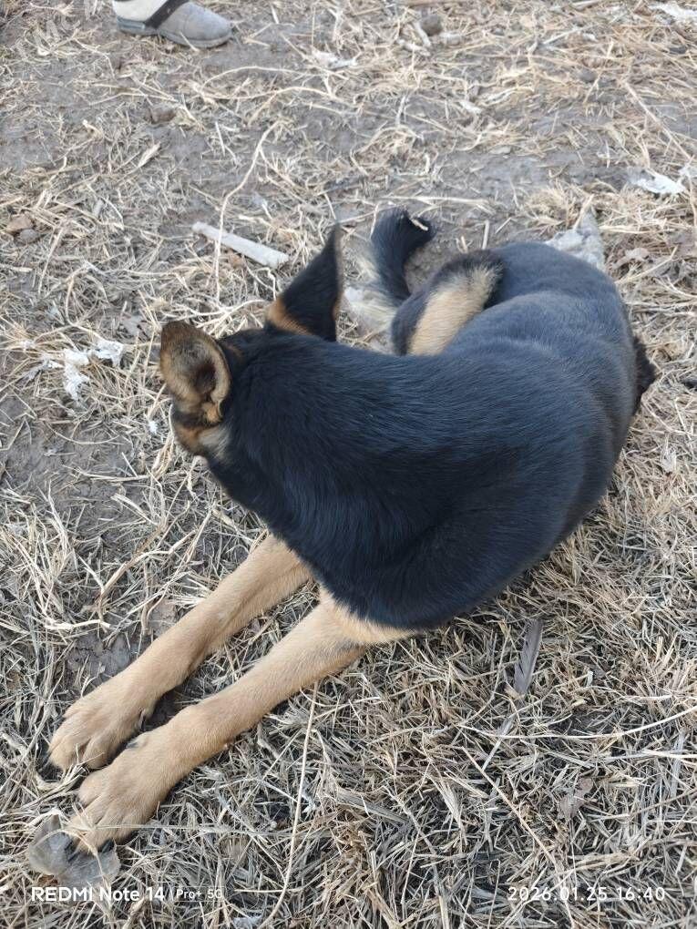 овчарка - Türkmenabat - img 1