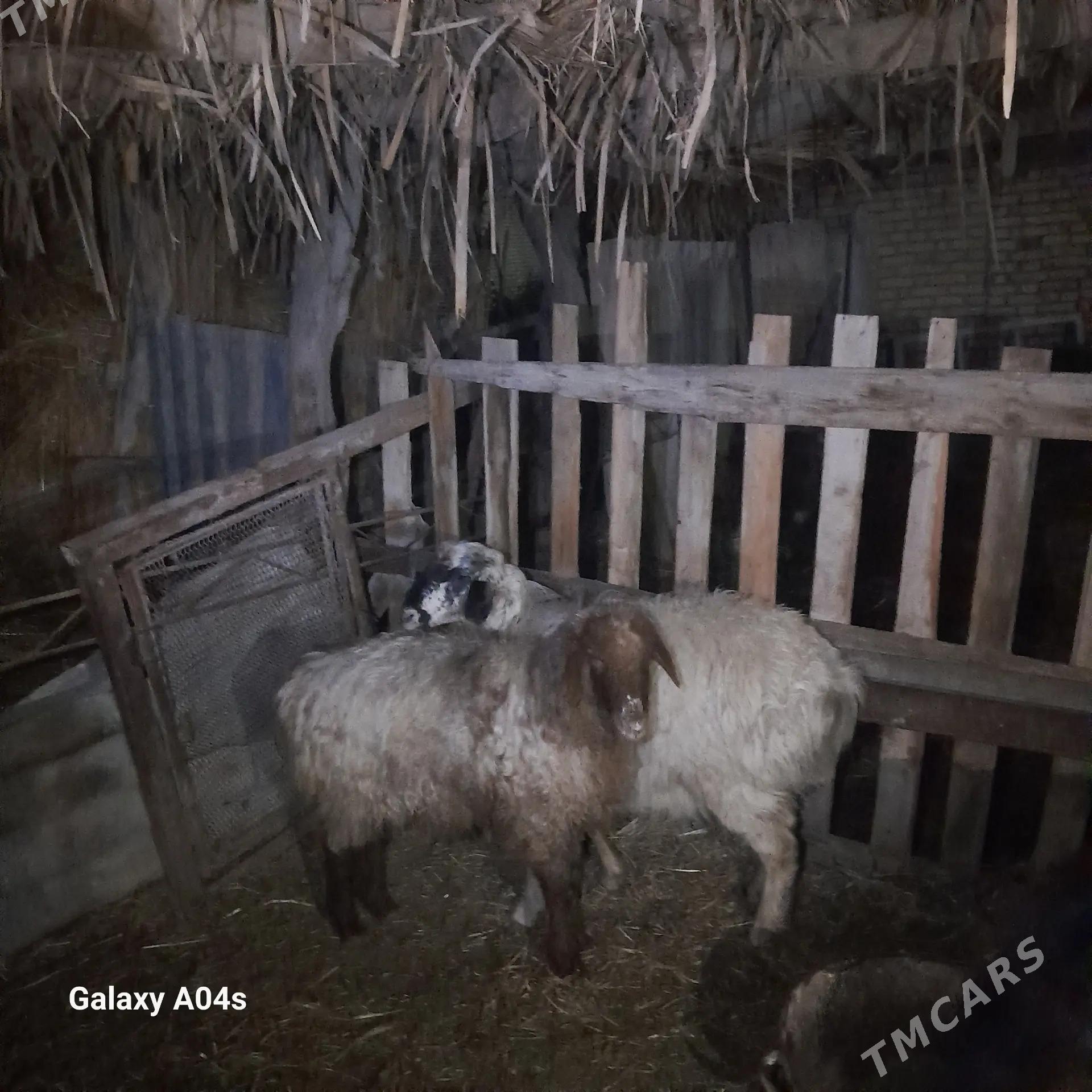 Ak goc - Саят - img 1