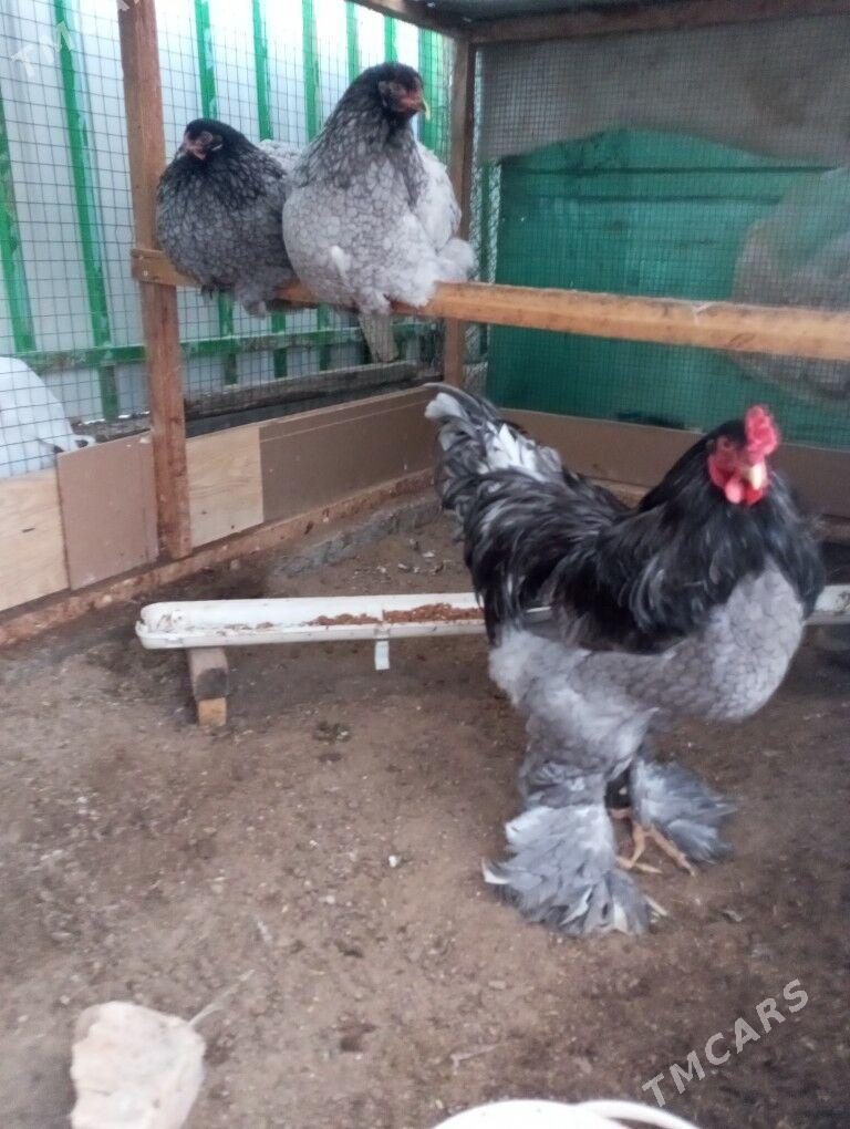 Brama Bulu ýumurtga - Täze zaman - img 1