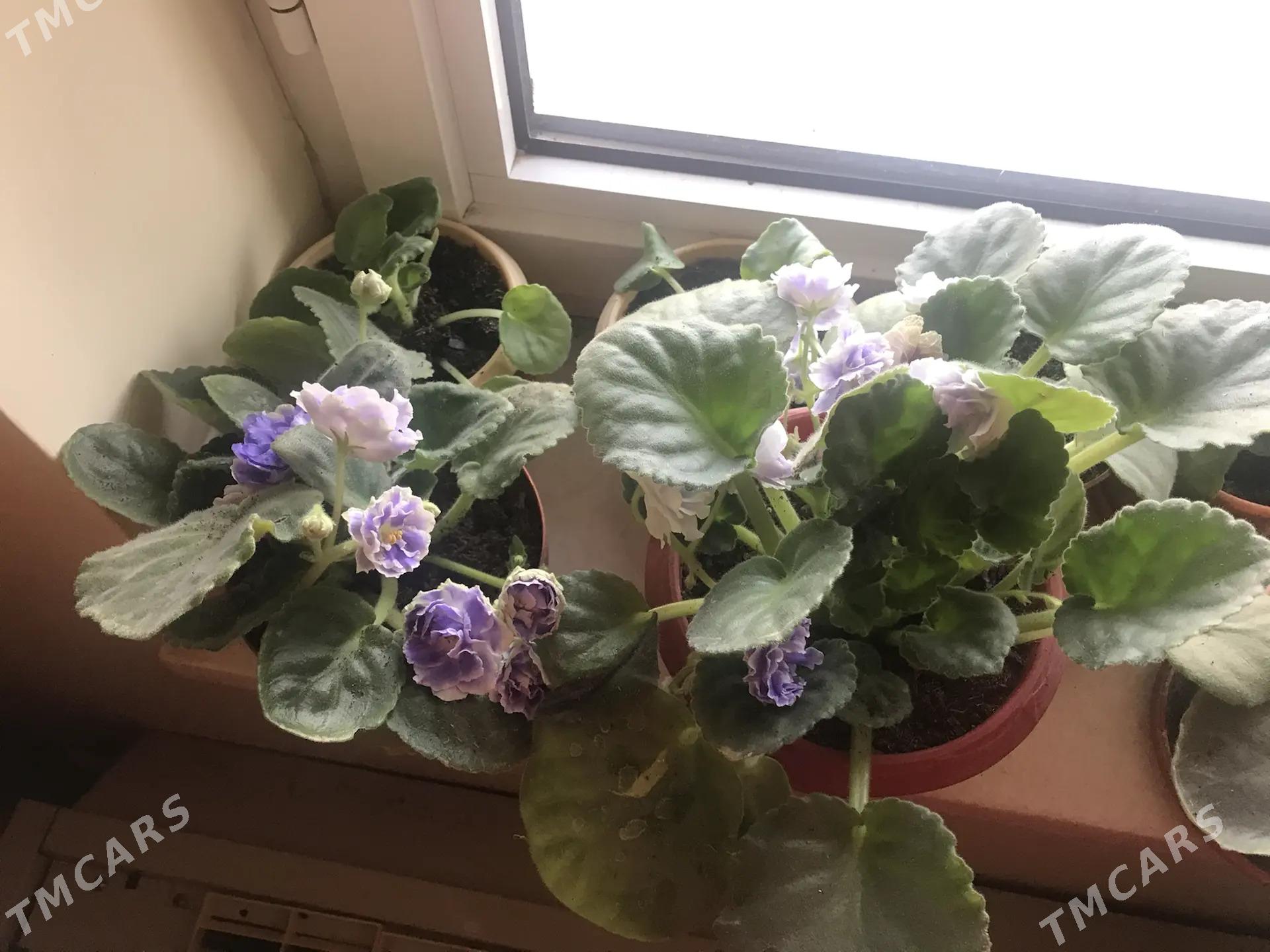 фиалки - Aşgabat - img 1