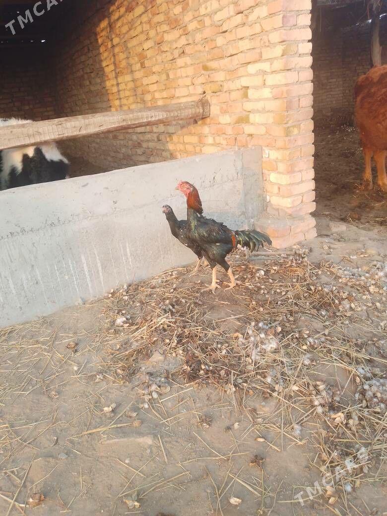 байсы хораз - Чарджоу - img 1