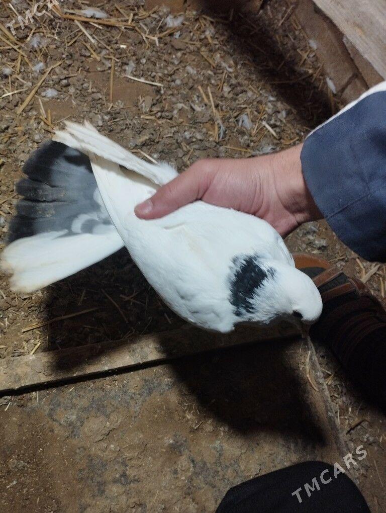 ak kepderi - Murgap - img 1