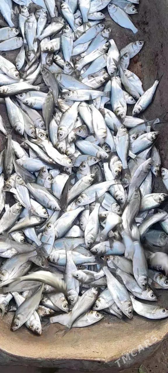 Malyok balyklar - Мары - img 1