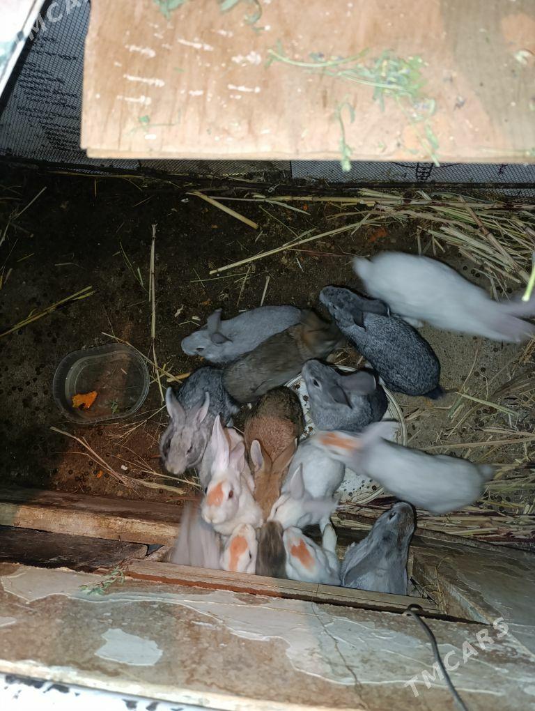 öý haýwanlar gemrjii towşanlar - Täze zaman - img 1