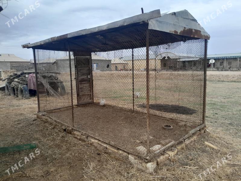 Товук кетек - Mary - img 1