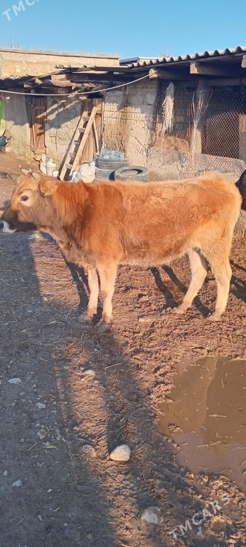 tüwe - Гызыларбат - img 1