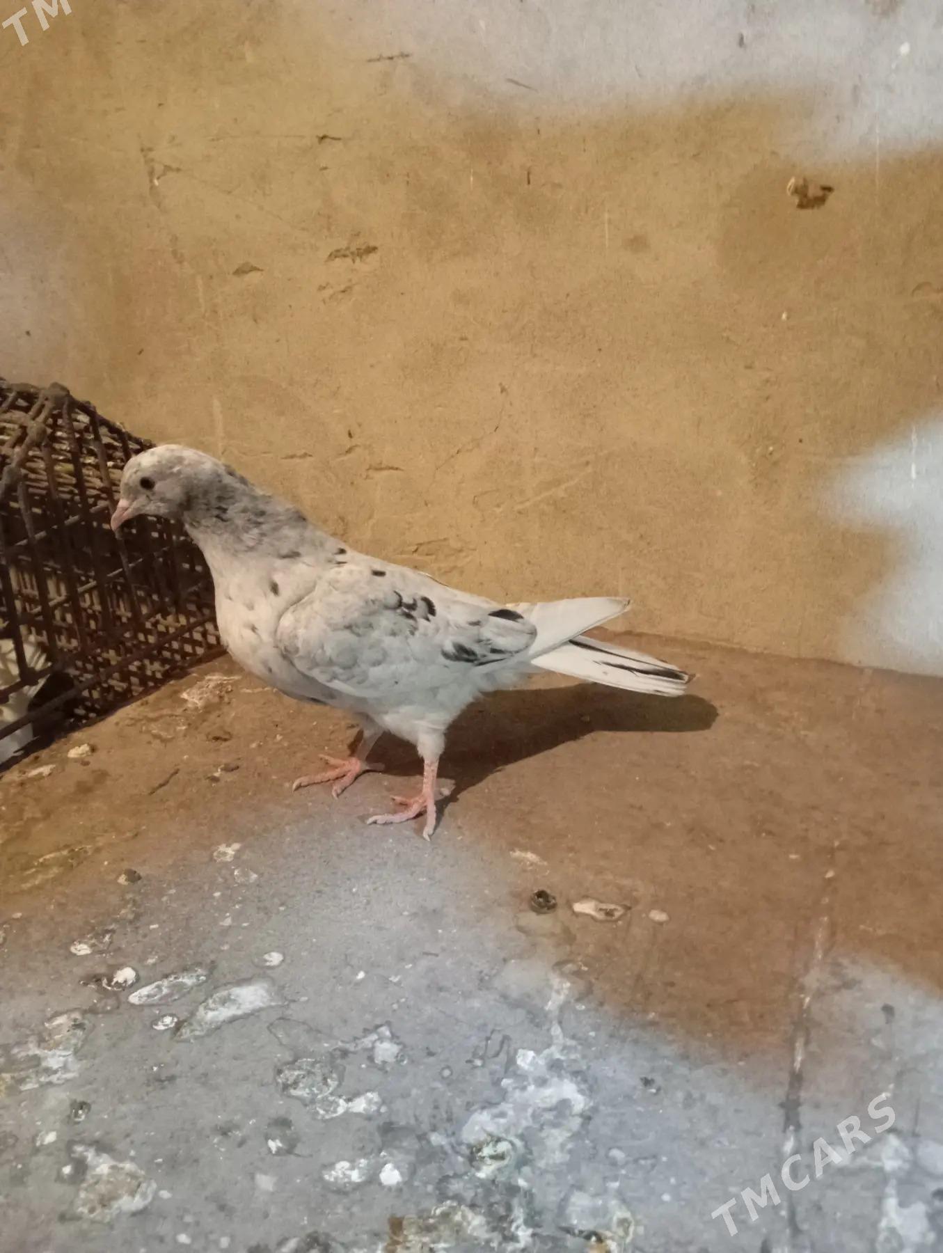 kepderi - Gyzylarbat - img 1