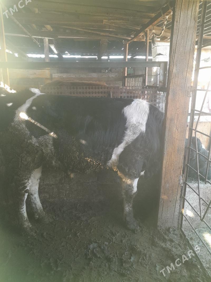 okuz - Гёкдже - img 1