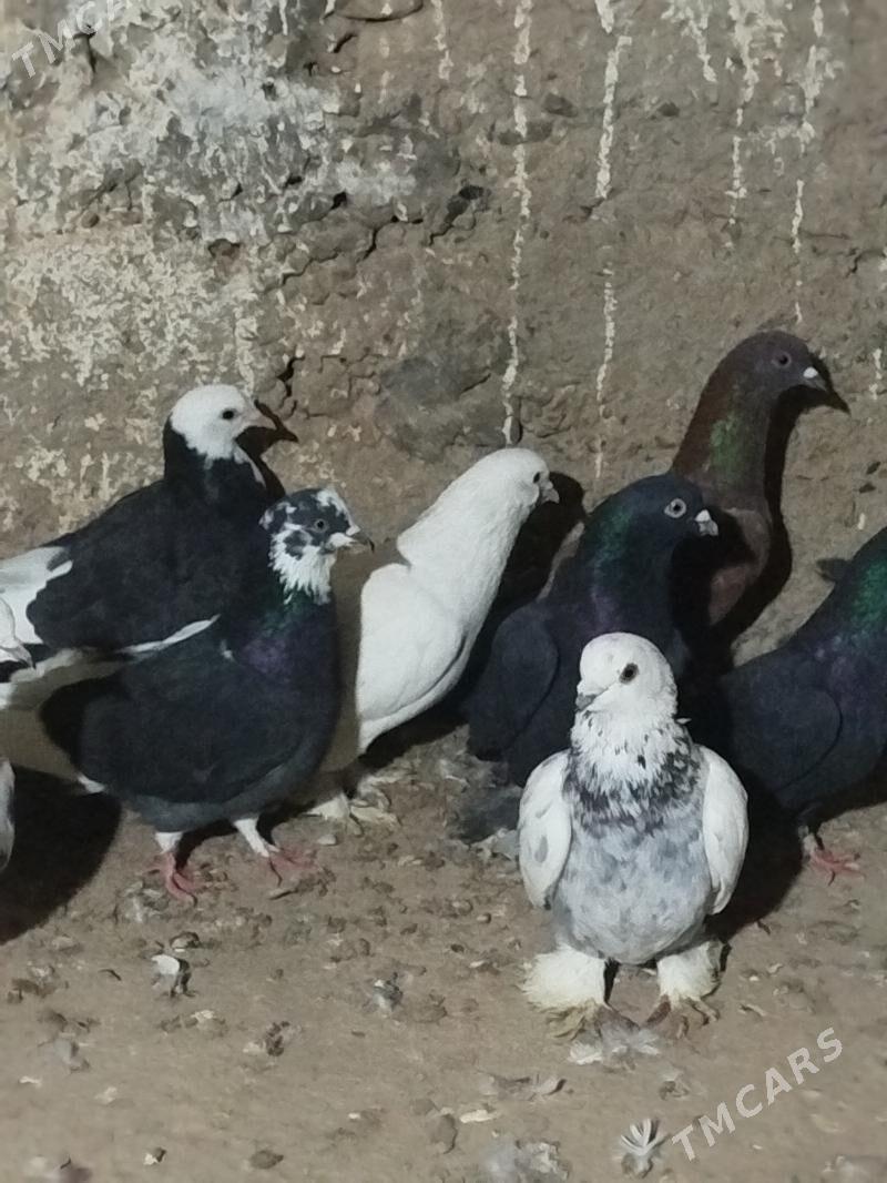 kepderi - Gyzylarbat - img 1