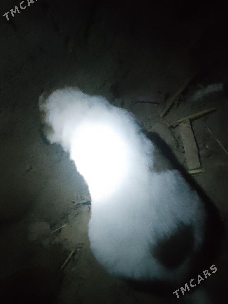 alabay - Şabat etr. - img 1