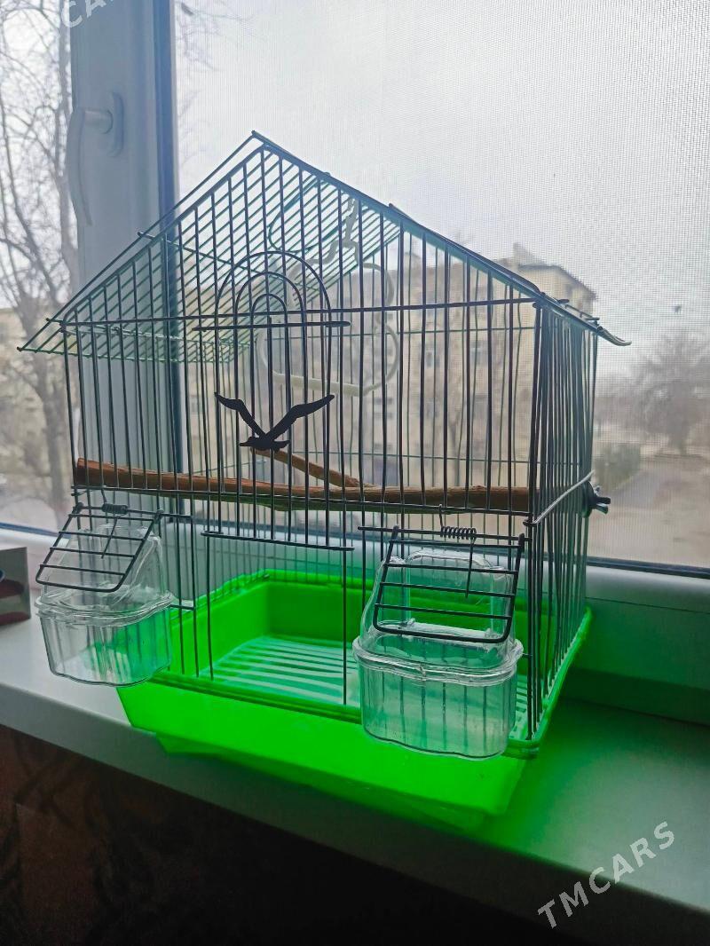 tayar kletka - Ашхабад - img 1