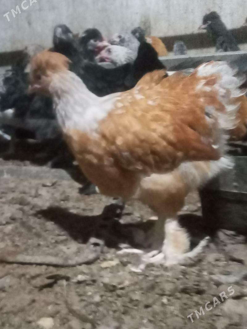 balakly  towuk - Mary - img 1