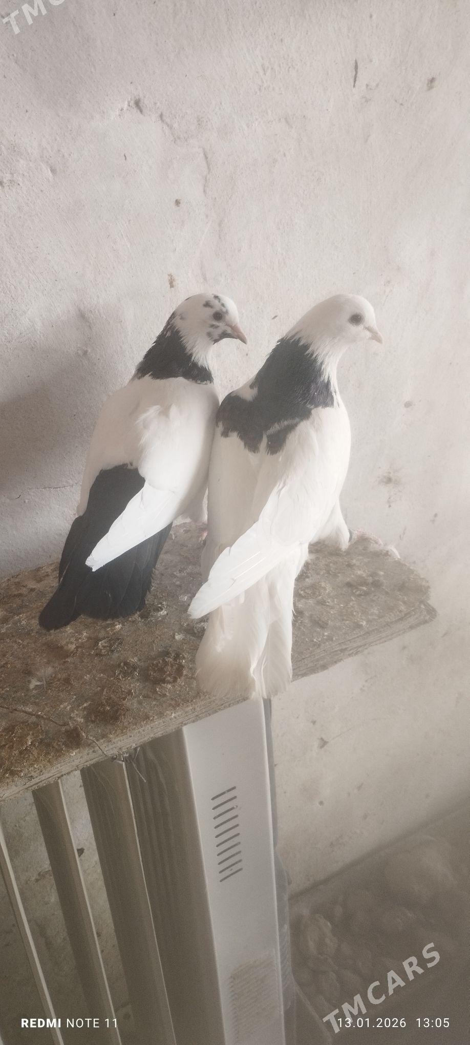 Kepderi - Мургап - img 1