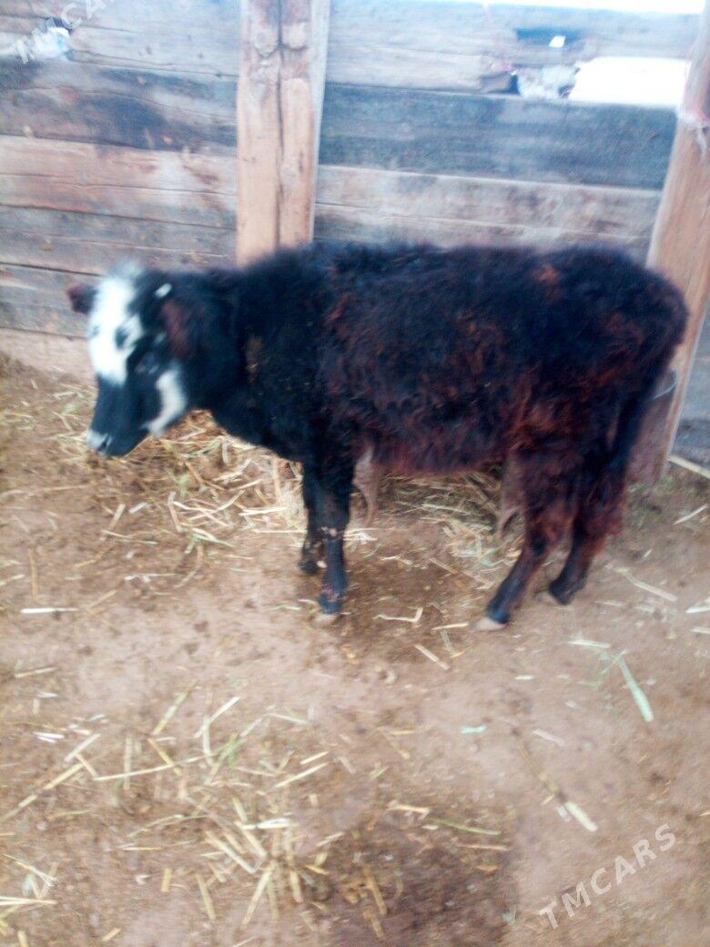 gacar - Jebel - img 1