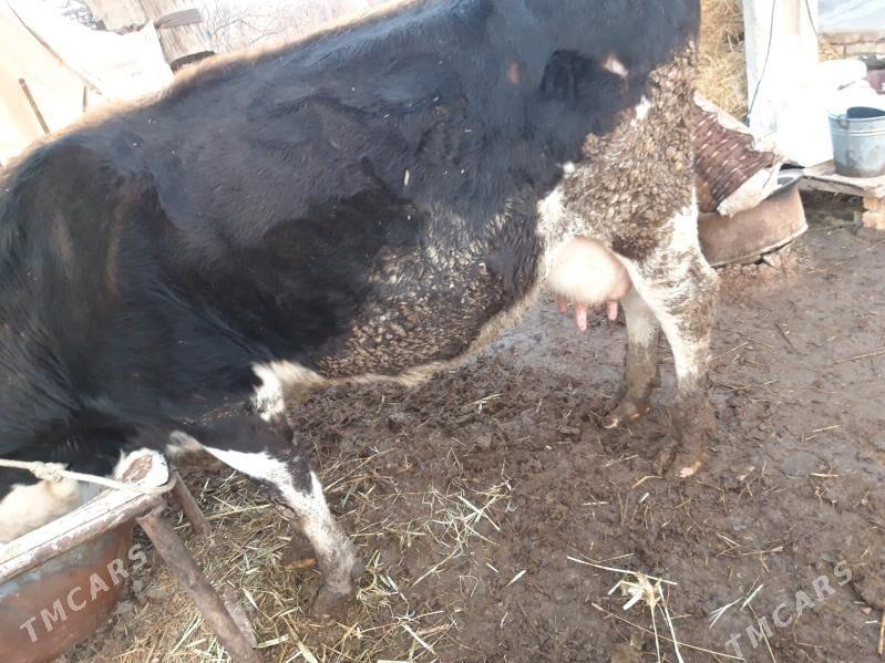 saglyk inek - Чарджоу - img 1