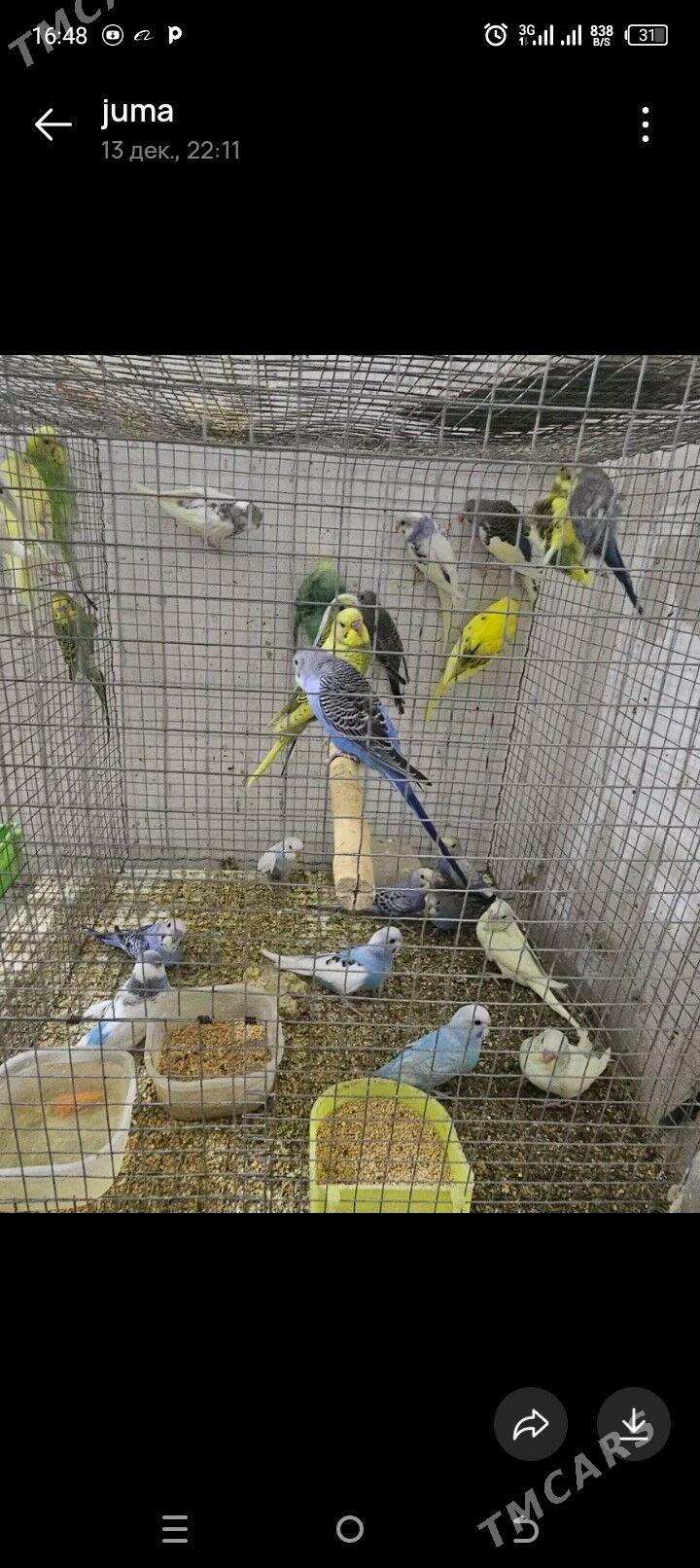 Popugay - Ашхабад - img 1