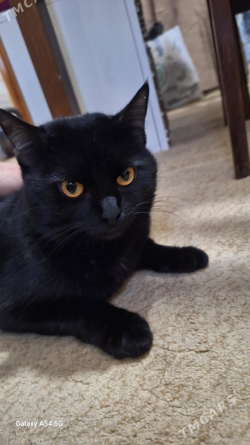 pişik berýän - Ашхабад - img 1