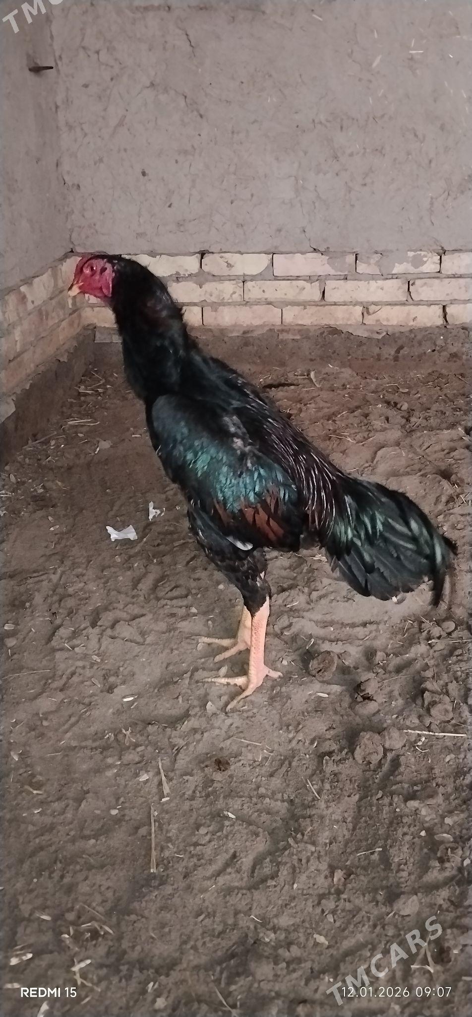 dakan horaz - Şabat etr. - img 1