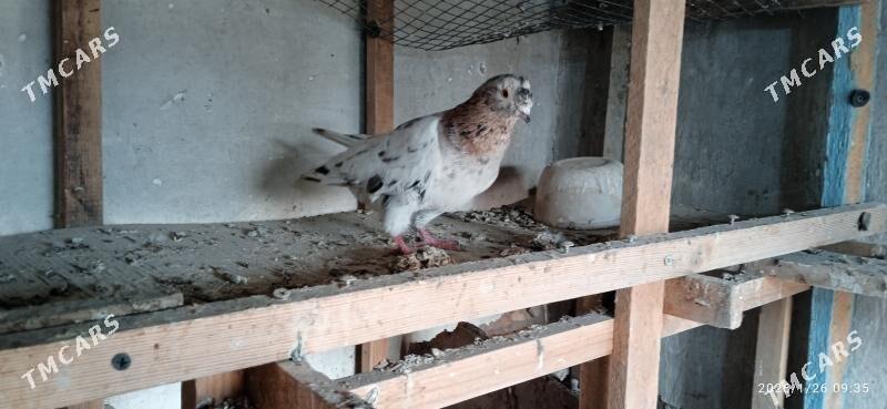 kepteri - Туркменабат - img 1