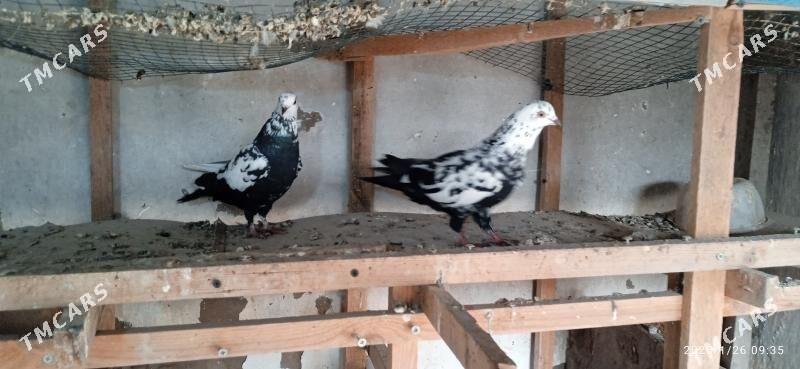 kepteri - Туркменабат - img 1