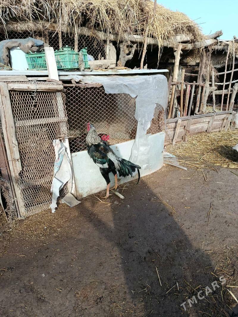 baysy horaz - Çärjew - img 1