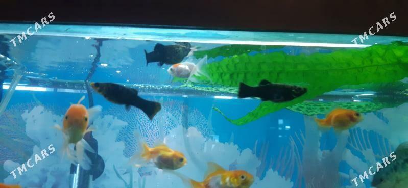 моллинезия - Gagarin köç, köne Howa menzili - img 1