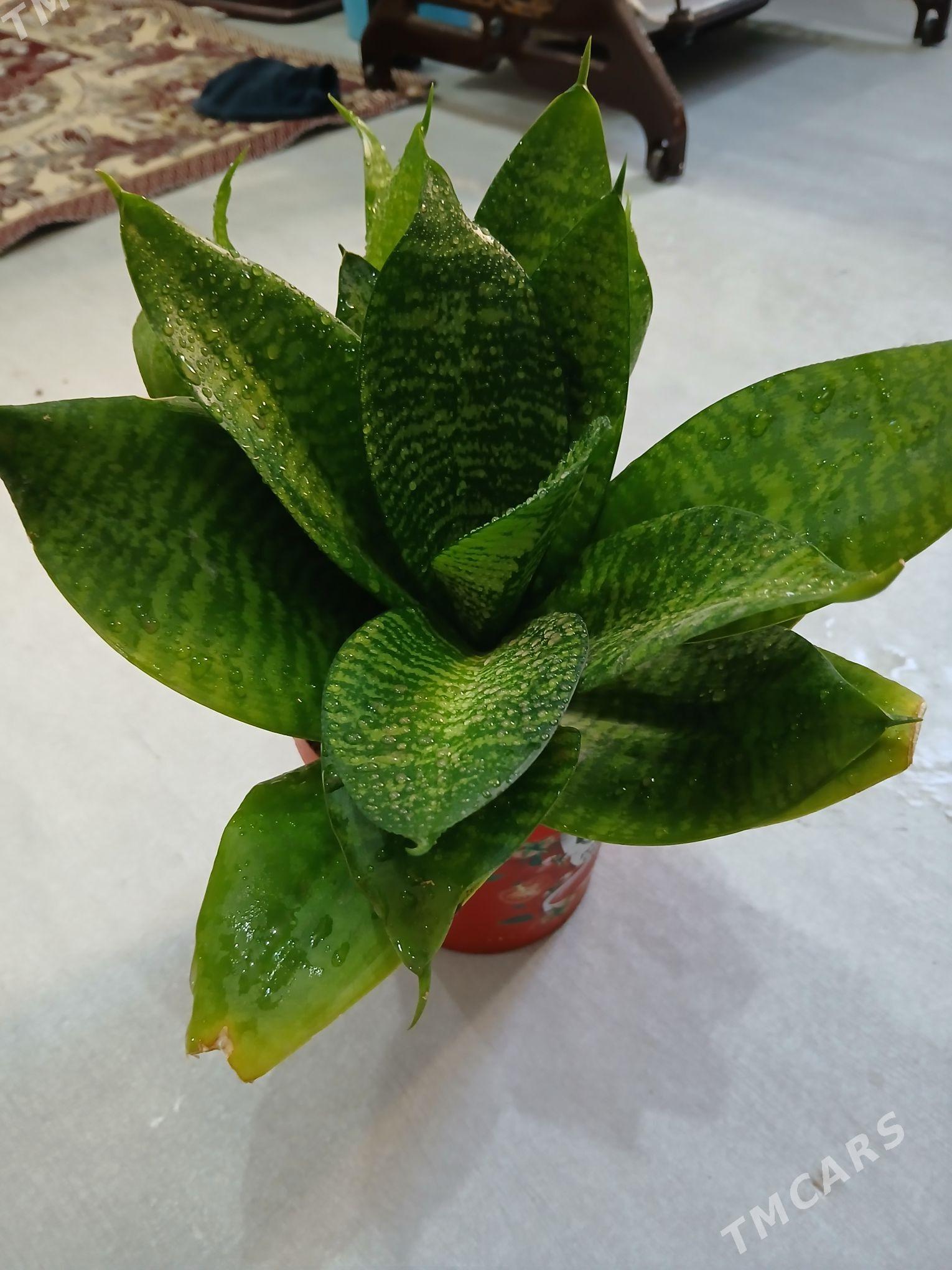 Guller - Хитровка - img 1