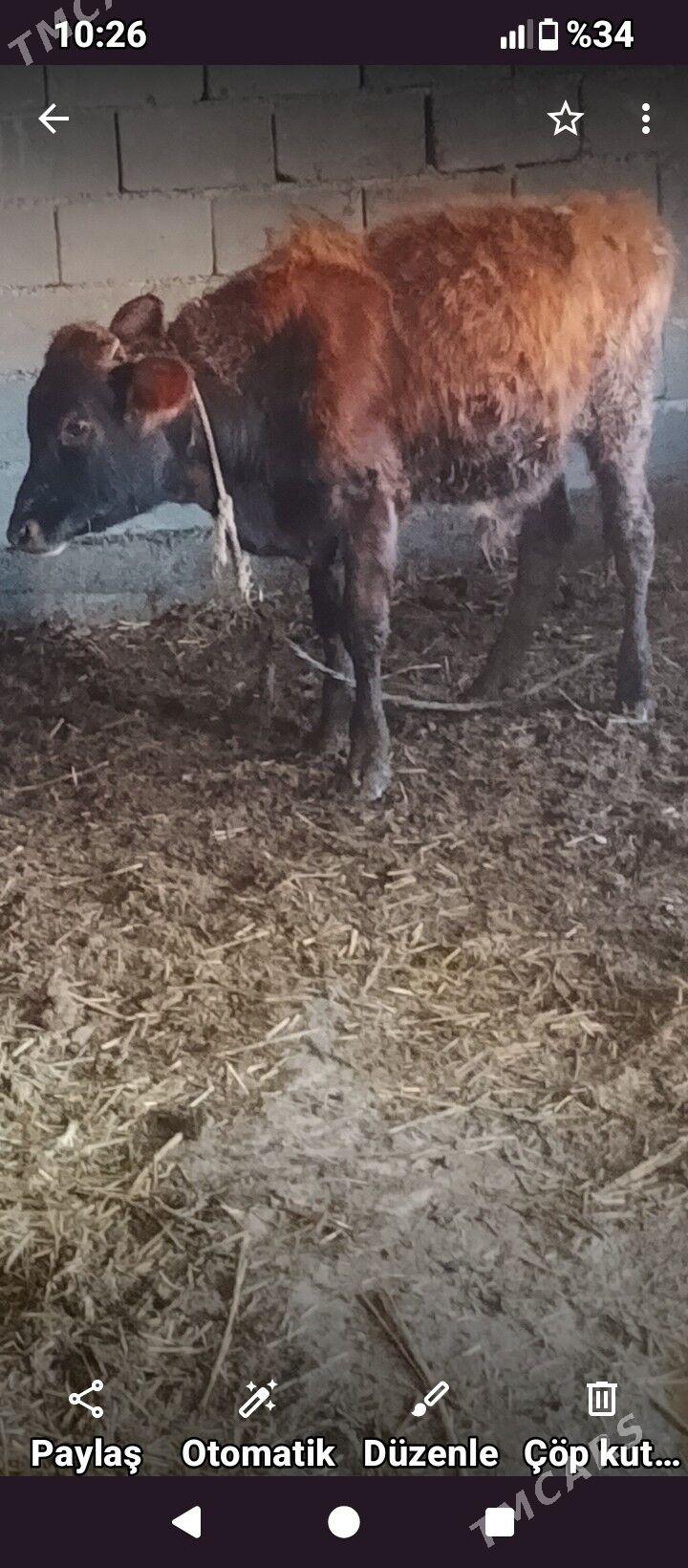 öküz - Ак-Бугдайский этрап - img 1