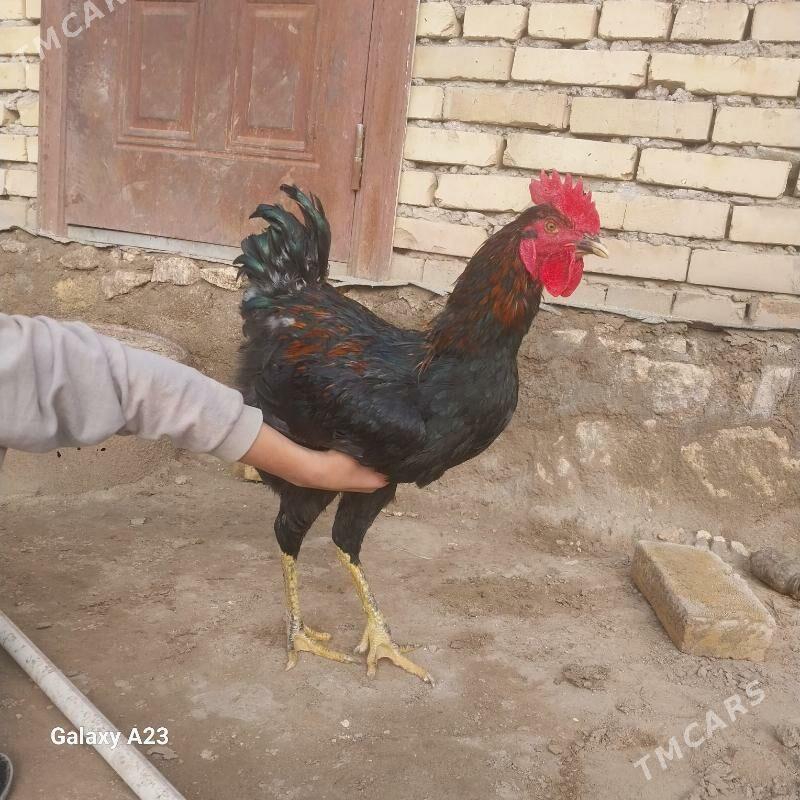 GIGANT YAṢ̌ HOROZLAR - Kerki - img 1