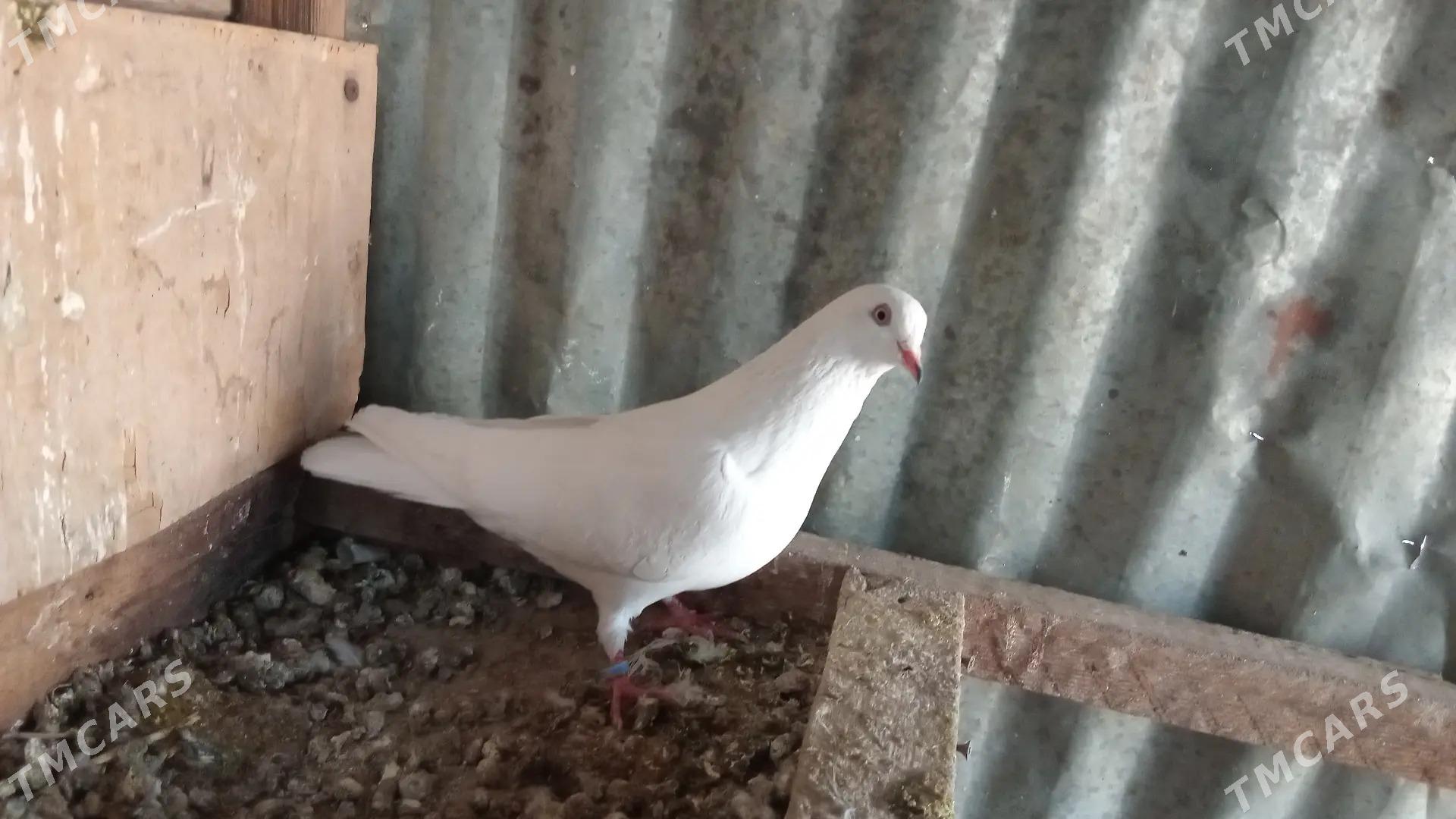 kepder - Туркменабат - img 1