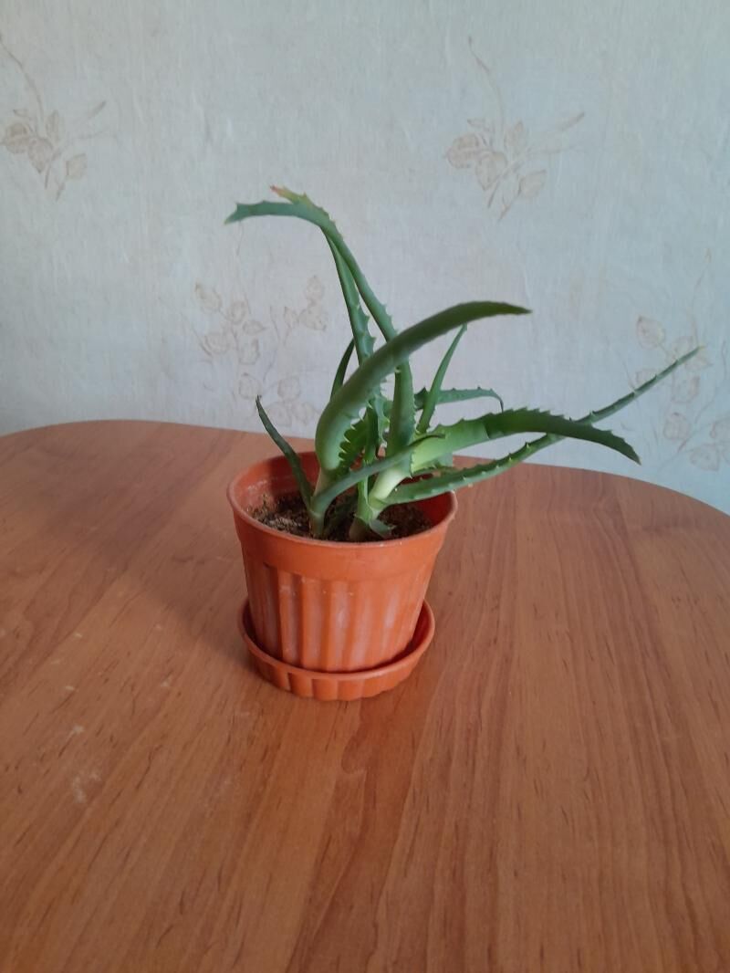 цветы алое - 30 mkr - img 1