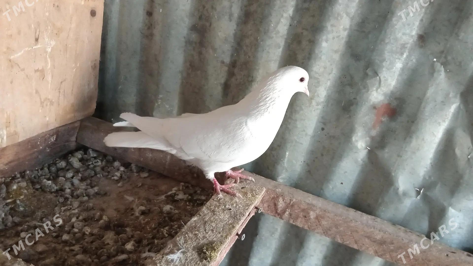 kepder - Туркменабат - img 1