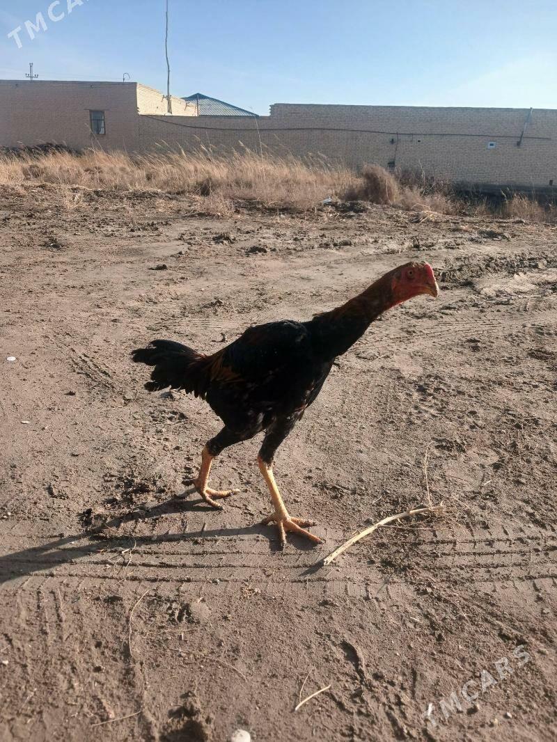 Baysok horaz - Дянев - img 1