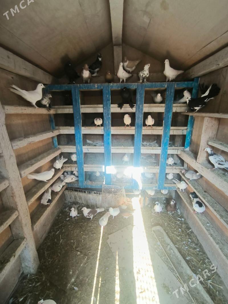 kepderi ketek - Туркменбаши - img 1