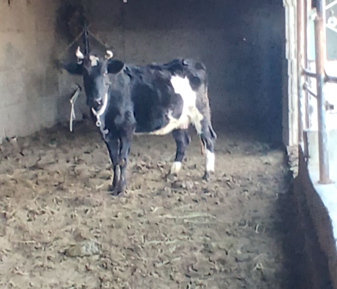 SYGYR B0G0Z AGYR - Херрикгала - img 1