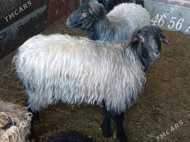 goyun - Ашхабад - img 1