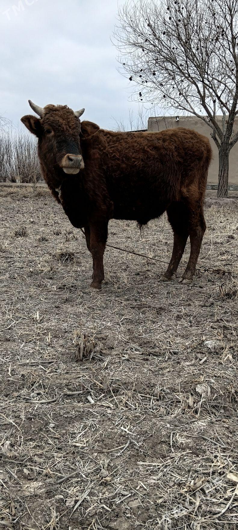 ökiz - Köneürgenç - img 1