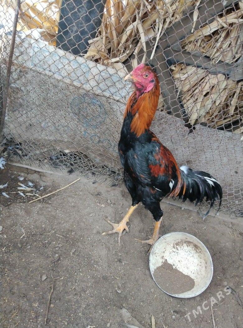 horazhoraz - Халач - img 1