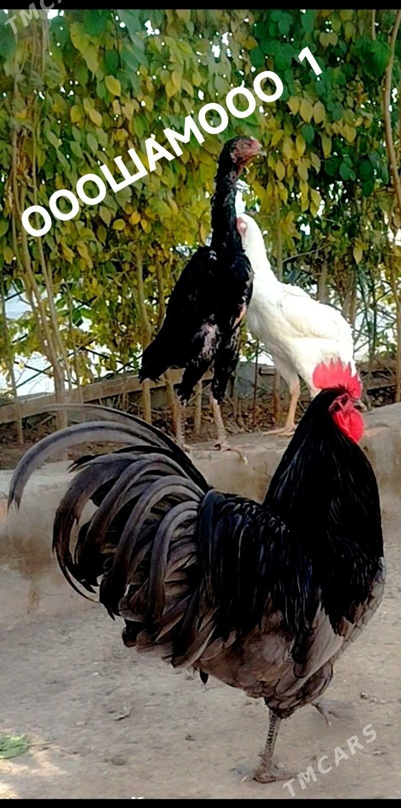 АВСРОЛОРП Чистокровка - Türkmenabat - img 1