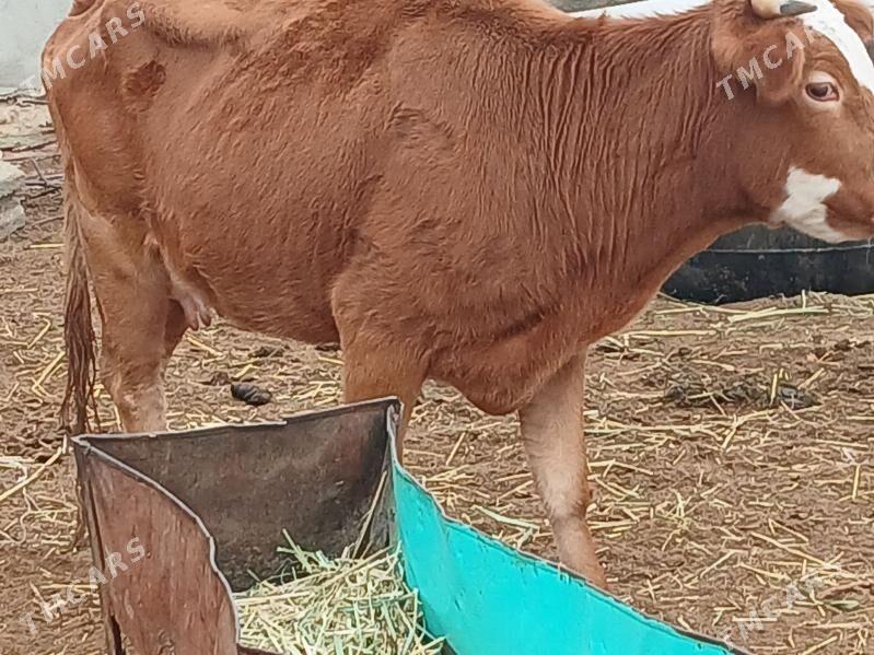 гысыр сыгыр - Balkanabat - img 1