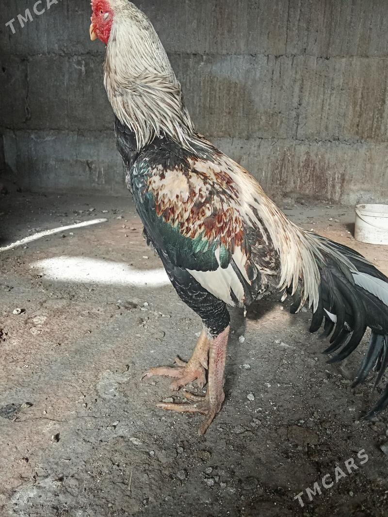 Ташкент хораз - Багир - img 1