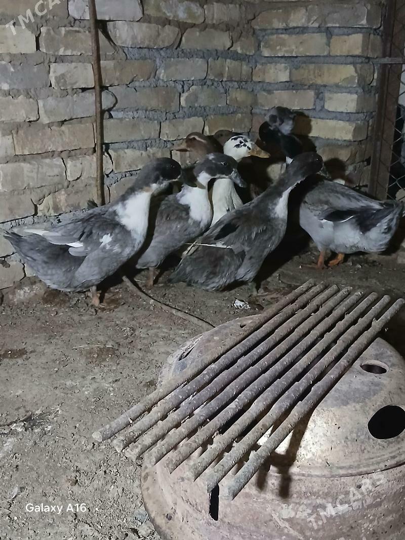 Ýaşyl baş ýumurtga - Mary - img 1