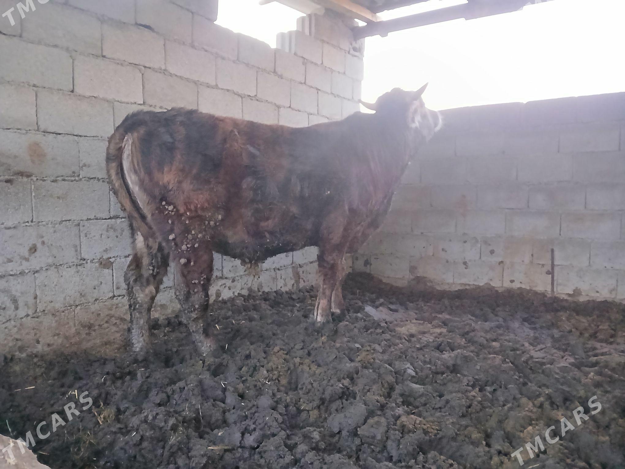 okuz bakyda - Büzmeýin - img 1