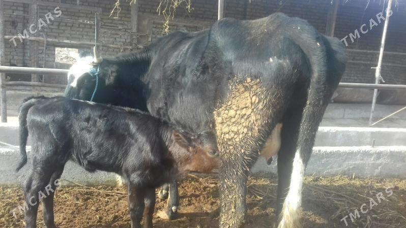 çorny piýostyr göleli sygyr - Çärjew - img 1