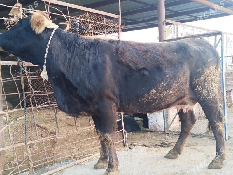 goleli sygyr - Ак-Бугдайский этрап - img 1