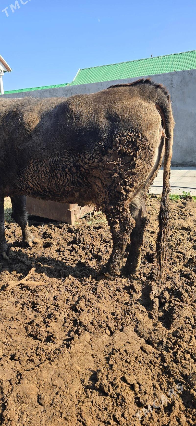 bakylan sygyr - Gökdepe - img 1