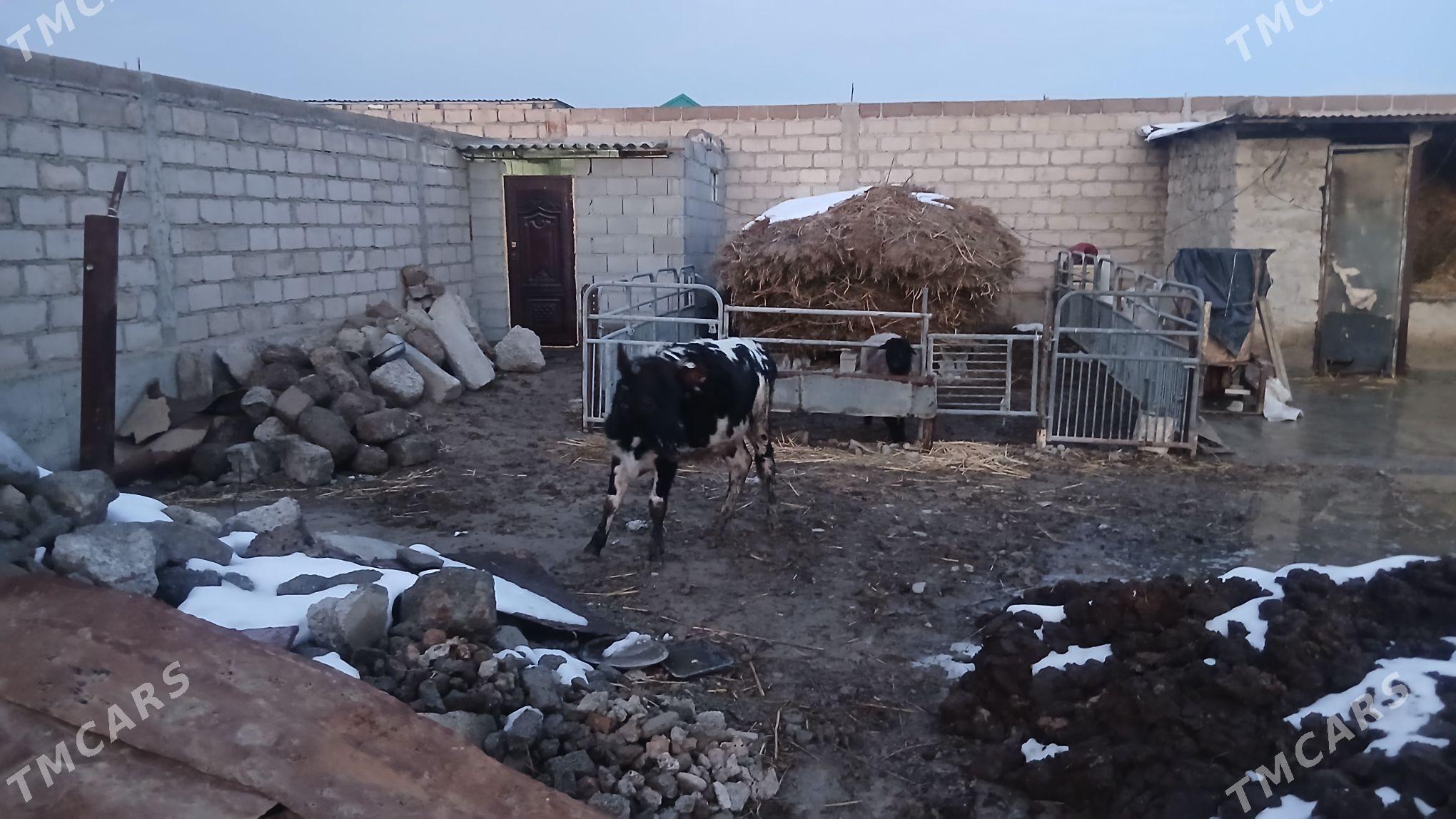 Туве - Ýaşlyk - img 1