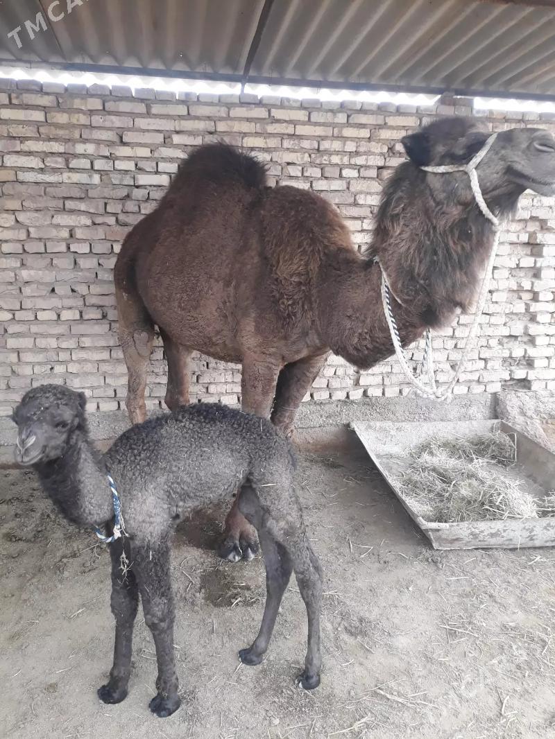 kosekli duye. - Теджен - img 1